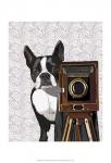 Boston Terrier Photographer