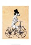 Dalmatian On Bicycle