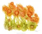 Sunlit Poppies I