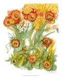 Sunlit Poppies III