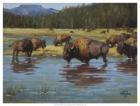 Buffalo Crossing