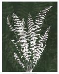 Jewel Ferns I