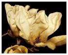 Buttercream Magnolia II