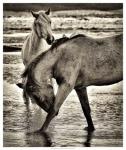 Beach Horses I