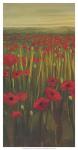 Red Poppies in Field I