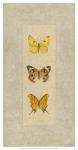 Butterfly Trio I