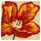 Parrot Tulip I