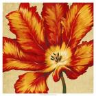 Parrot Tulip II