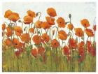 Rows of Poppies II