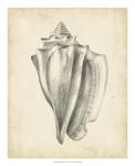 Antique Shell Study IV
