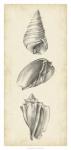 Antique Shell Study Panel II