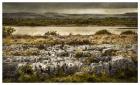 Ireland in Color VI
