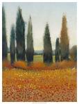 Cypress Trees I