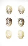 6-Up Gold Foil Shell II