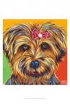 Sweet Yorkie I