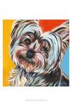 Sweet Yorkie II