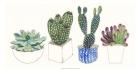 Four Succulents II