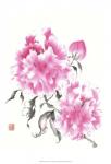 Peonie Blossoms I