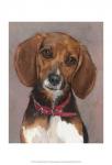 Lucy English Pocket Beagle