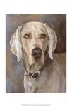 Tate Weimaraner