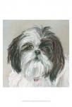 Payton Shih Tzu