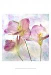Pink Hyacinth III