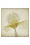 Parchment Flowers IX