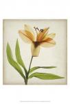 Parchment Flowers XI