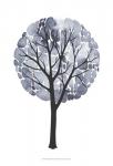 Midnight Elm II