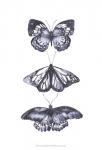 Monochrome Butterflies II