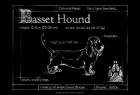 Blueprint Bassett Hound