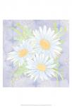 Daisy Patch Serenity II