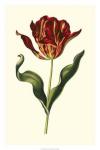 Vintage Tulips II