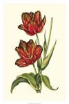 Vintage Tulips V