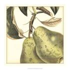 Graphic Pear
