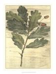 Weathered Oak Leaves II