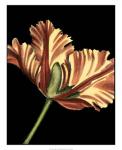Vibrant Tulips I