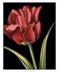 Vibrant Tulips IV
