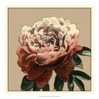 Heirloom Rose II