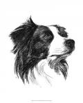 Canine Study I