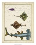 Antique Rays & Fish I