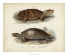 Antique Turtle Pair II