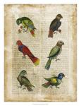 Antiquarian Parrots I