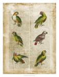 Antiquarian Parrots II