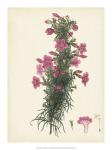 Splendors of Botany XII