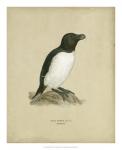 Antique Penguin I