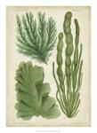 Seaweed Specimen in Green I