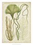 Seaweed Specimen in Green II