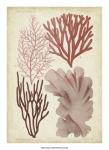 Seaweed Specimen in Coral III