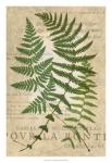 Fern Folio I